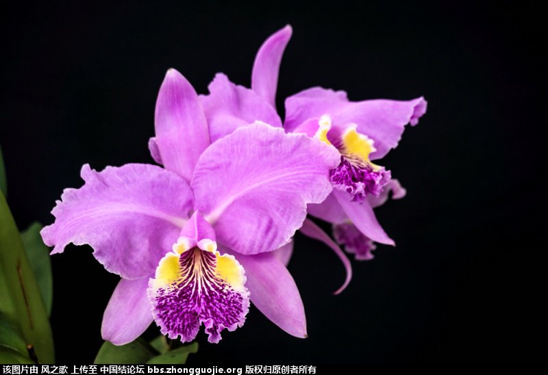 й̳ Orchidaceae ơ ƻʽ,,ֲĻʽ,Ľ,ֲʶ ̳뽻 165835y1qc2p13e61sv3qa