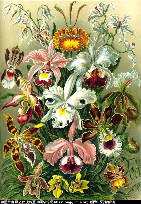 й̳ Orchidaceae ơ ƻʽ,,ֲĻʽ,Ľ,ֲʶ ̳뽻 165900ijjwzk77fzeijjex