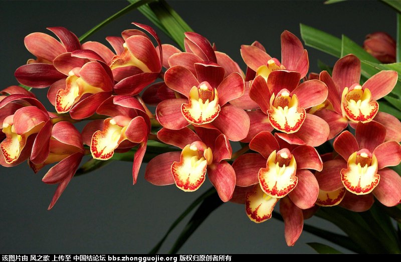 й̳ Orchidaceae ơ ƻʽ,,ֲĻʽ,Ľ,ֲʶ ̳뽻 1708396ro6hp25hcjr36p2