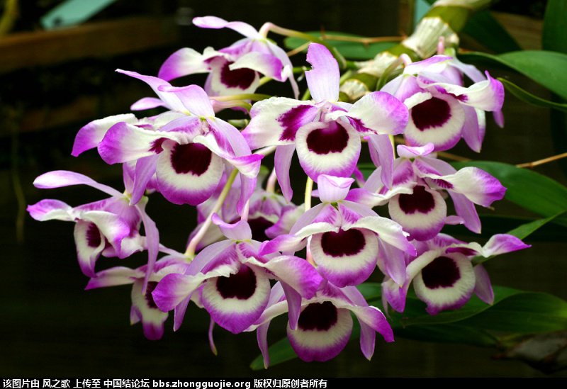 й̳ Orchidaceae ơ ƻʽ,,ֲĻʽ,Ľ,ֲʶ ̳뽻 1723077xfzagf70hz0h7yx