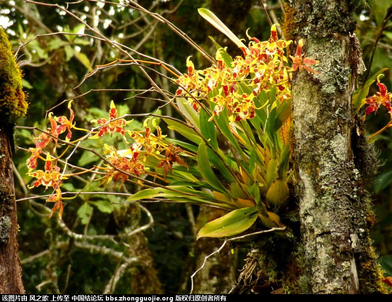 й̳ Orchidaceae ơ ƻʽ,,ֲĻʽ,Ľ,ֲʶ ̳뽻 173227bwvkw9km29wb9w9t