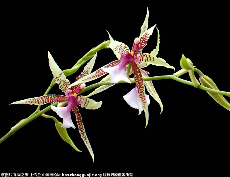 й̳ Orchidaceae ơ ƻʽ,,ֲĻʽ,Ľ,ֲʶ ̳뽻 1732492x2m2zn2ebn3j2nw