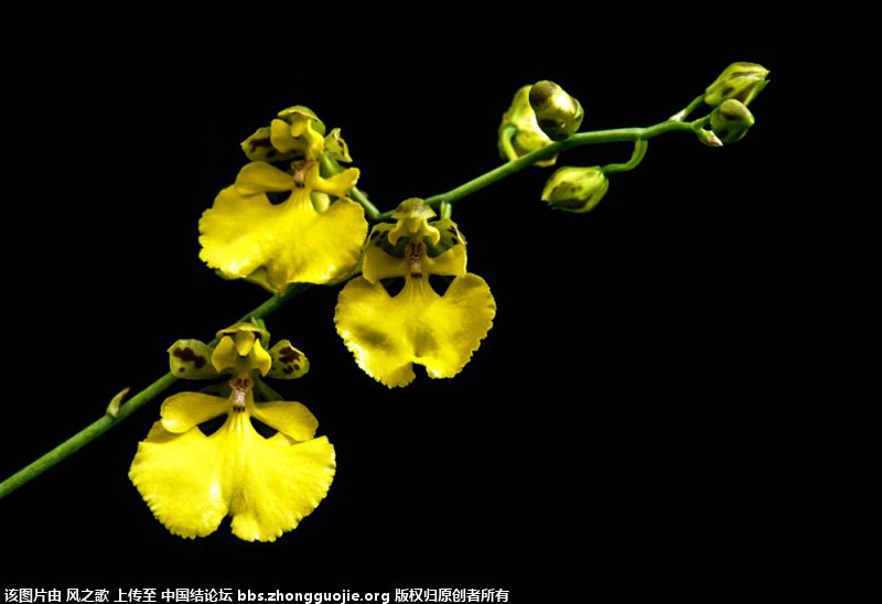 й̳ Orchidaceae ơ ƻʽ,,ֲĻʽ,Ľ,ֲʶ ̳뽻 173255ijv1zorv4wwk61s1