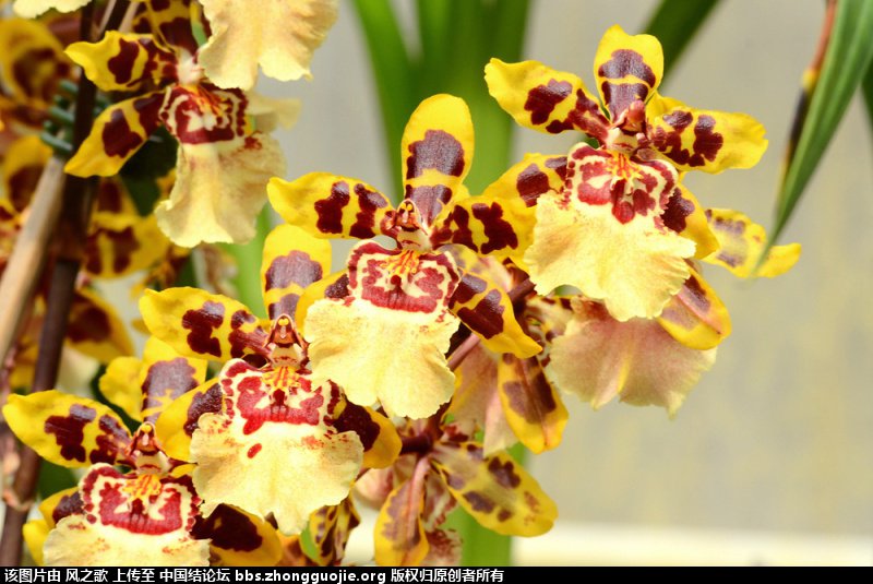 й̳ Orchidaceae ơ ƻʽ,,ֲĻʽ,Ľ,ֲʶ ̳뽻 173357nsk9k12kkh7nj9po