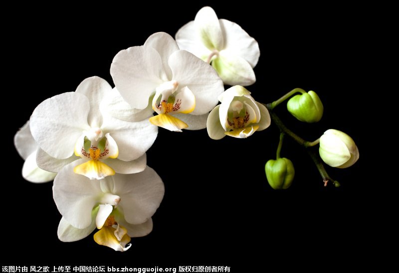 й̳ Orchidaceae ơ ƻʽ,,ֲĻʽ,Ľ,ֲʶ ̳뽻 175304xoww6gkpz8kok2tp