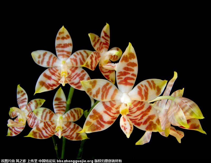 й̳ Orchidaceae ơ ƻʽ,,ֲĻʽ,Ľ,ֲʶ ̳뽻 175335qm60f5kmdmfqq1m0