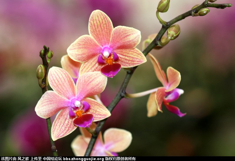 й̳ Orchidaceae ơ ƻʽ,,ֲĻʽ,Ľ,ֲʶ ̳뽻 175349iyp692jx6np2kp6y