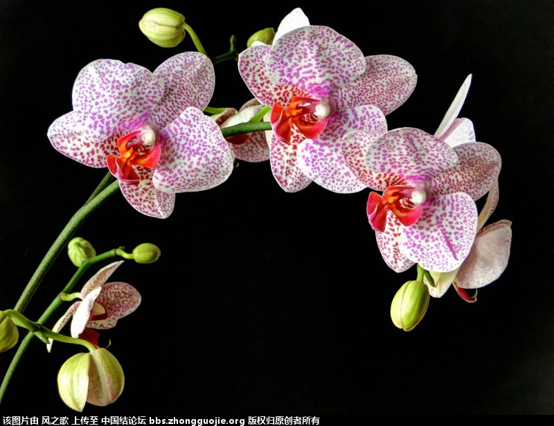 й̳ Orchidaceae ơ ƻʽ,,ֲĻʽ,Ľ,ֲʶ ̳뽻 1754249pnm1pvr2lnmpmnu