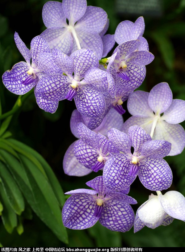 й̳ Orchidaceae ơ ƻʽ,,ֲĻʽ,Ľ,ֲʶ ̳뽻 175727b1ap77juluvjzece