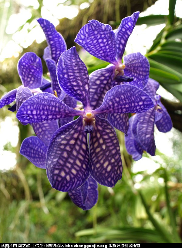 й̳ Orchidaceae ơ ƻʽ,,ֲĻʽ,Ľ,ֲʶ ̳뽻 1757412w2g2ur9ia82huze