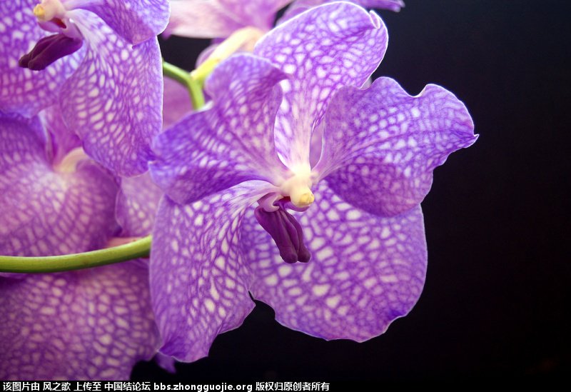 й̳ Orchidaceae ơ ƻʽ,,ֲĻʽ,Ľ,ֲʶ ̳뽻 175753zrmagsobspz9sadk