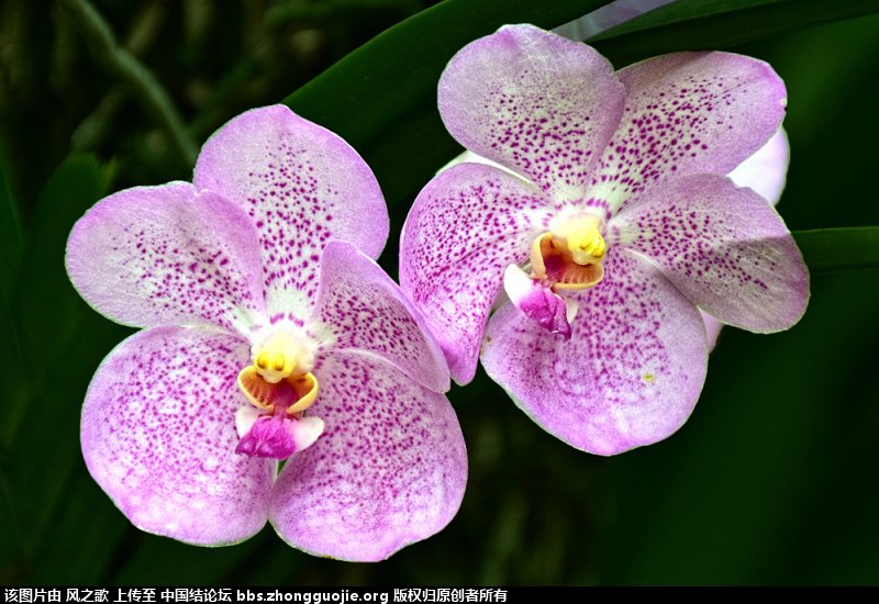 й̳ Orchidaceae ơ ƻʽ,,ֲĻʽ,Ľ,ֲʶ ̳뽻 175805llekotvl9tctkk89