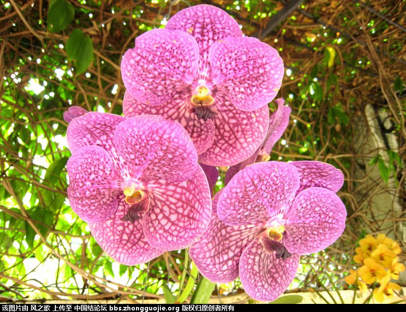 й̳ Orchidaceae ơ ƻʽ,,ֲĻʽ,Ľ,ֲʶ ̳뽻 175818hddqnimngghsq5fw