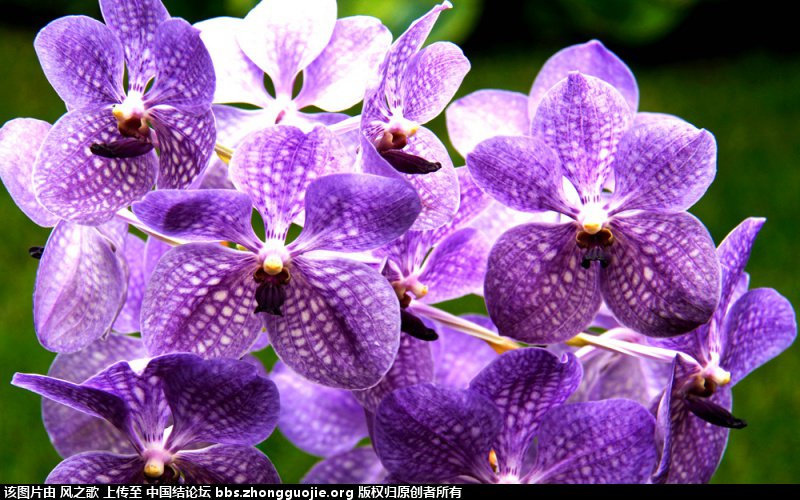 й̳ Orchidaceae ơ ƻʽ,,ֲĻʽ,Ľ,ֲʶ ̳뽻 1758312k423vl6rv26o2ao