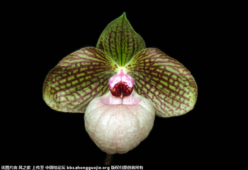 й̳ Orchidaceae ơ ƻʽ,,ֲĻʽ,Ľ,ֲʶ ̳뽻 1802545f1do5bg5c9gds5o