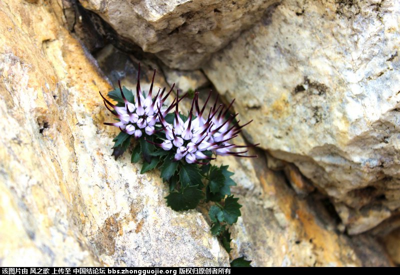 й̳ Physoplexis comosa ħ֮צ ħצЧ,ħ֮ʲôֲ,ħ֮צֲͼƬ,ħ֮צֲ ̳뽻 1504218exwozhh4kh1non8