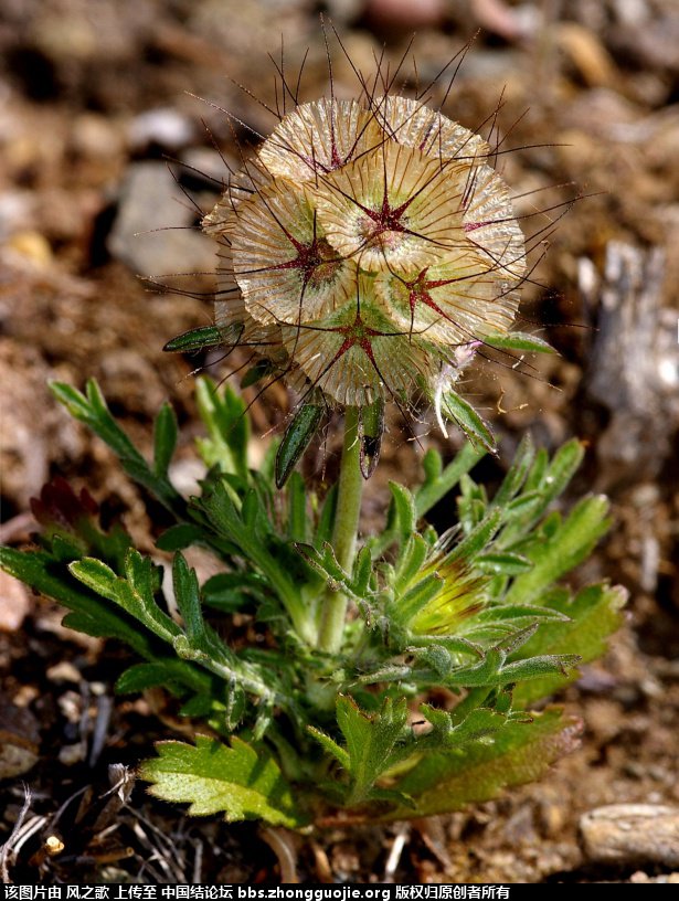 й̳ Scabiosa stellata ǻַա ֲ,,Ʒ,߲,԰ ̳뽻 083606zdb0l12r5xpkb2lr