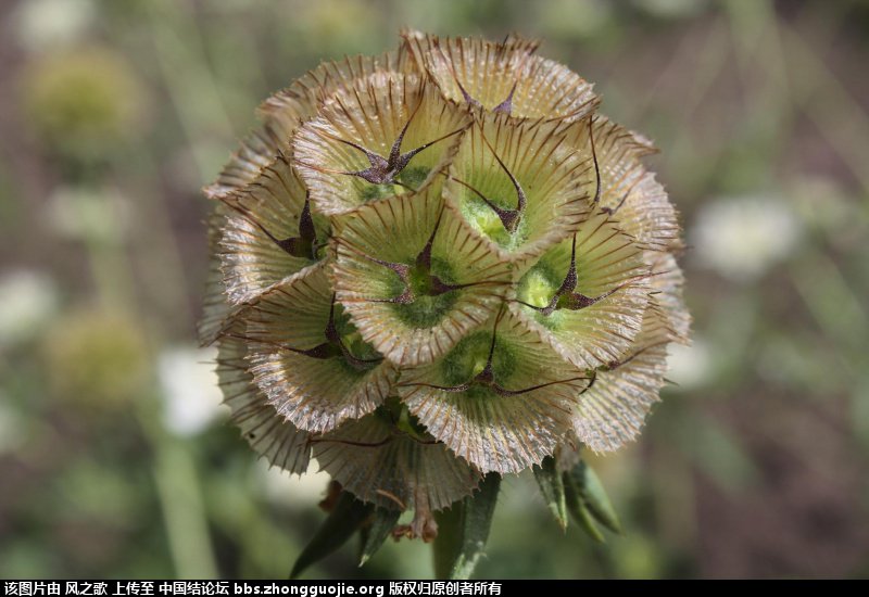 й̳ Scabiosa stellata ǻַա ֲ,,Ʒ,߲,԰ ̳뽻 083626e7jyeyl3g0y6de30