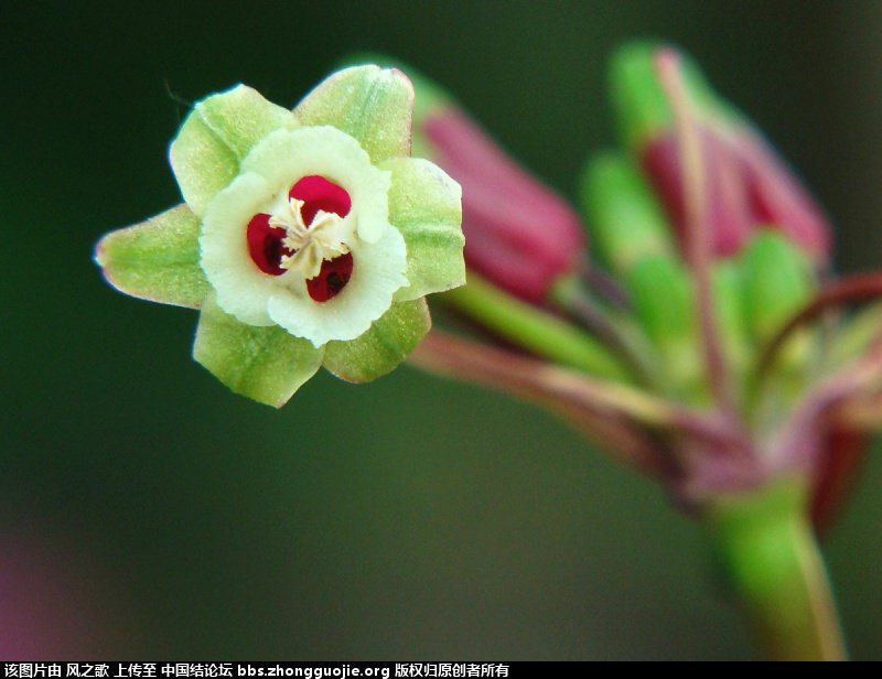 й̳ Dichelostemma ida-maia ٺϡ ٺ ̳뽻 102349ux49xxm0wxyx2492