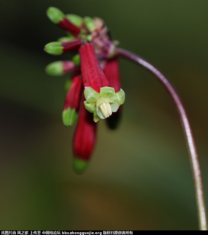 й̳ Dichelostemma ida-maia ٺϡ ٺ ̳뽻 102427zhikt802t81szh2m