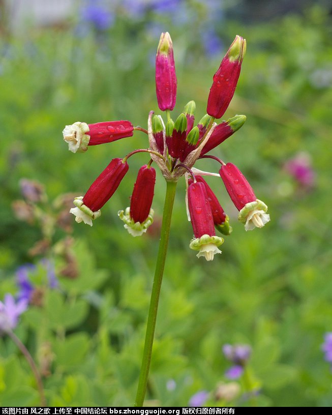 й̳ Dichelostemma ida-maia ٺϡ ٺ ̳뽻 102449b5y2yrztcye75fw3