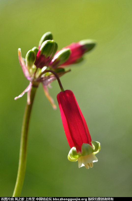 й̳ Dichelostemma ida-maia ٺϡ ٺ ̳뽻 102458ej2ju2wruee23lq6