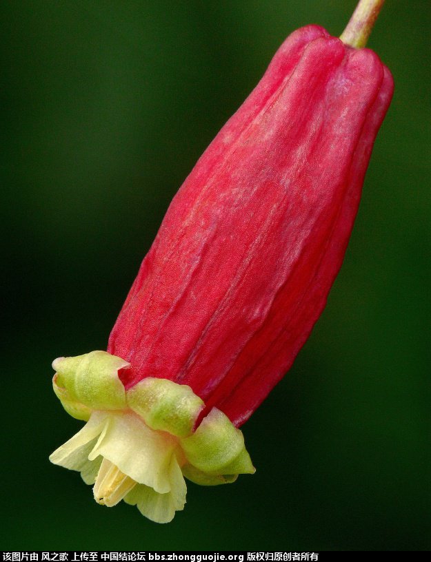 й̳ Dichelostemma ida-maia ٺϡ ٺ ̳뽻 102513o76r8l16or8c70k1