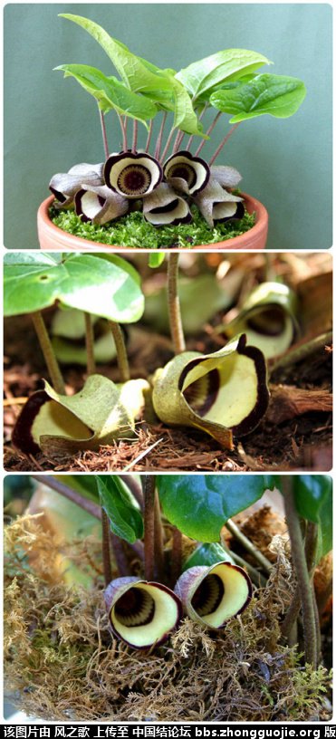 й̳ Asarum ϸ ϸ,ϸ°,ϸĹЧý,ϸĸ,ϸ ̳뽻 095609463gj9eff796166u