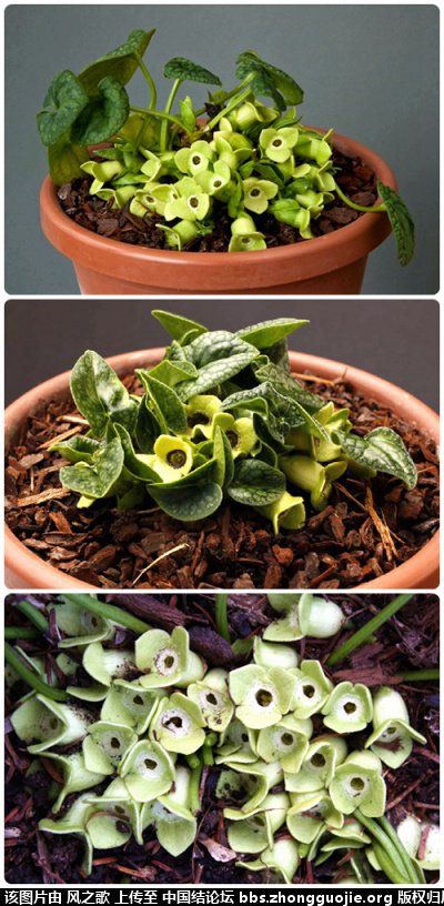 й̳ Asarum ϸ ϸ,ϸ°,ϸĹЧý,ϸĸ,ϸ ̳뽻 095842gh0h7u87a71u9cdu