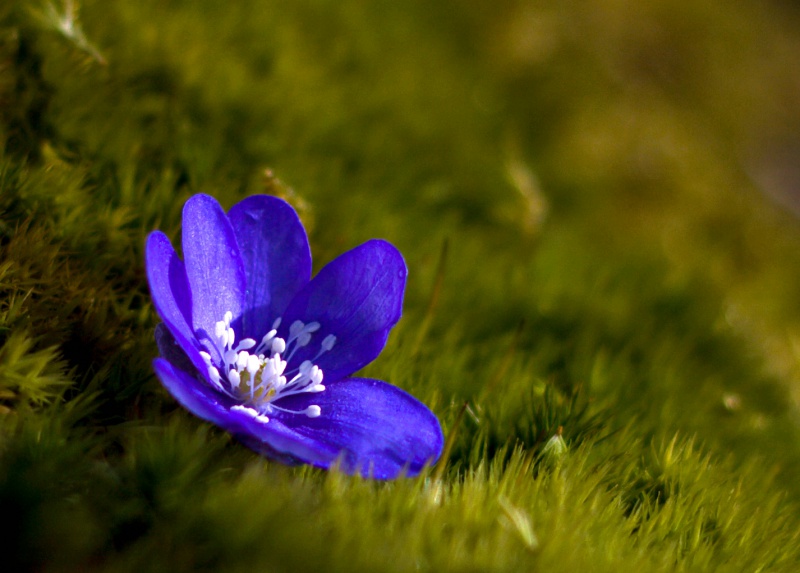 й̳ Hepatica ⯶ϸ ,ֲ,ֲ, ̳뽻 14510444ddh4tt3b423y88