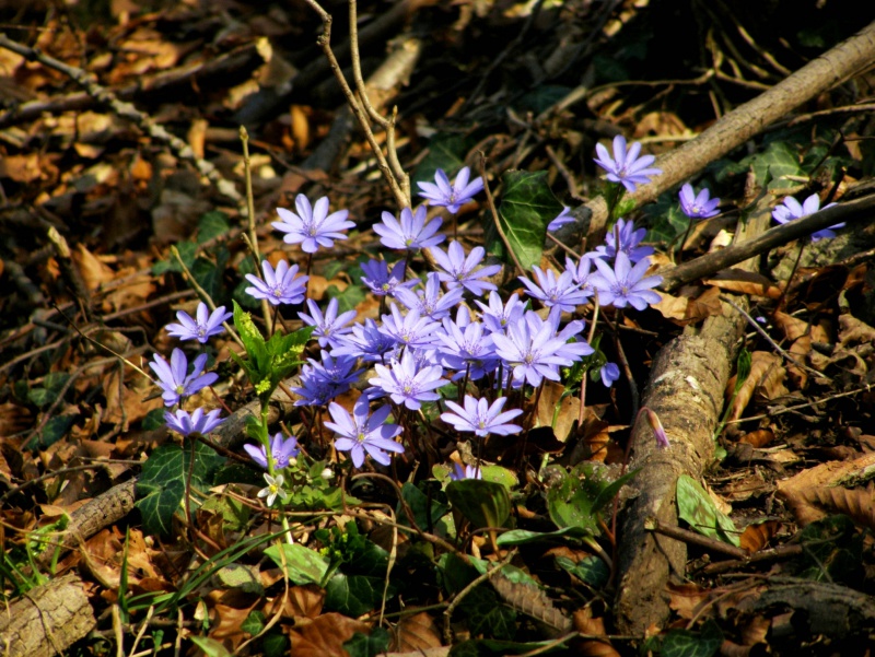 й̳ Hepatica ⯶ϸ ,ֲ,ֲ, ̳뽻 145118opwcweew8qplo90t