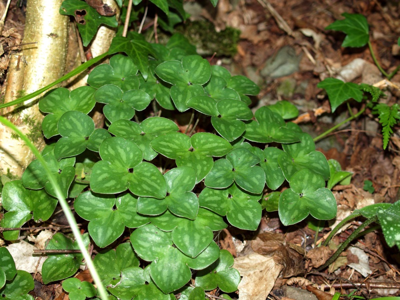 й̳ Hepatica ⯶ϸ ,ֲ,ֲ, ̳뽻 145146ccf7jkck5adkk749