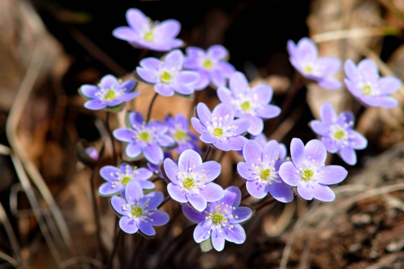 й̳ Hepatica ⯶ϸ ,ֲ,ֲ, ̳뽻 145157dyn81tn7t7z871n7