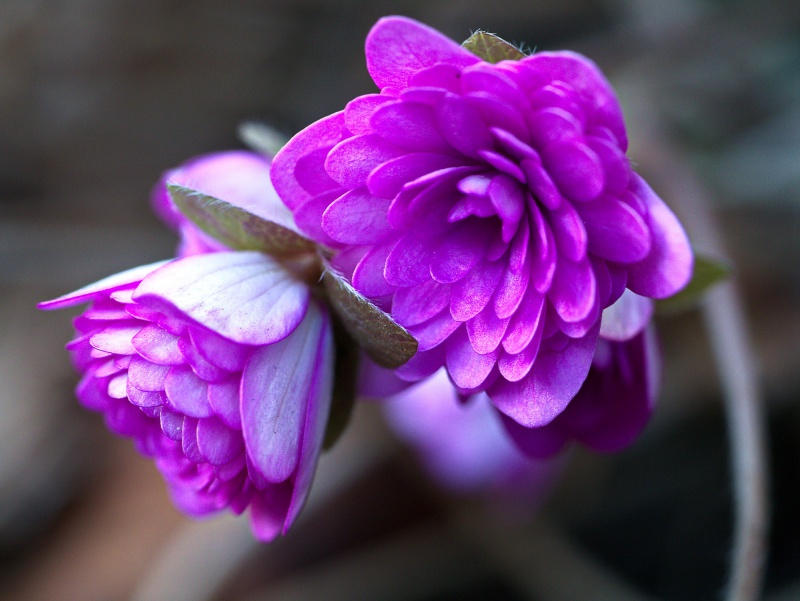 й̳ Hepatica ⯶ϸ ,ֲ,ֲ, ̳뽻 145211pawajwdmawe5y2ww