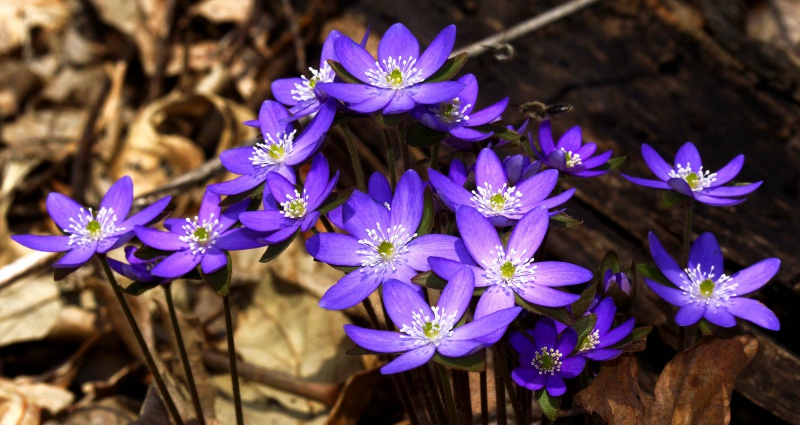 й̳ Hepatica ⯶ϸ ,ֲ,ֲ, ̳뽻 145239fgqp8q7clyo8ltqp