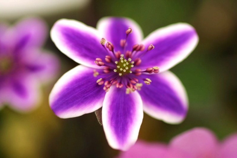 й̳ Hepatica ⯶ϸ ,ֲ,ֲ, ̳뽻 145708o00d021z2jgc4z2w