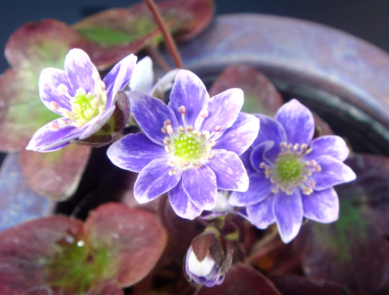 й̳ Hepatica ⯶ϸ ,ֲ,ֲ, ̳뽻 14571610p8urzffsgo8m17