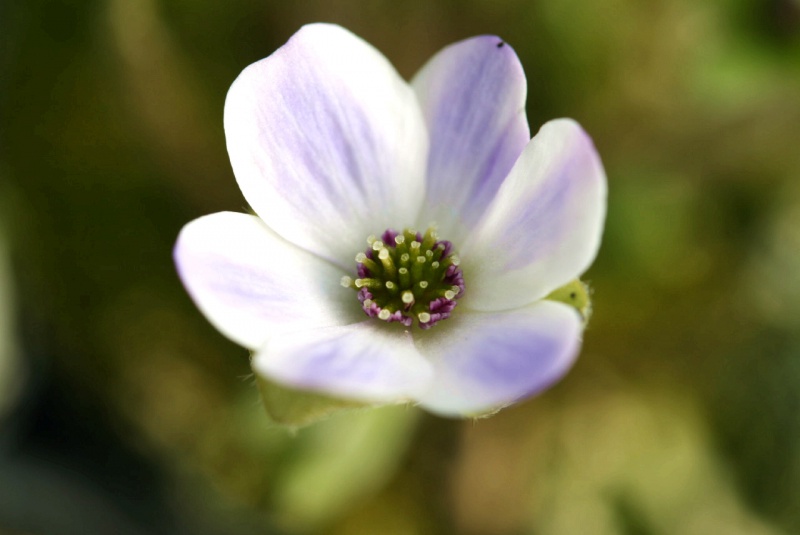 й̳ Hepatica ⯶ϸ ,ֲ,ֲ, ̳뽻 145750ddridfnfnxffsdl4