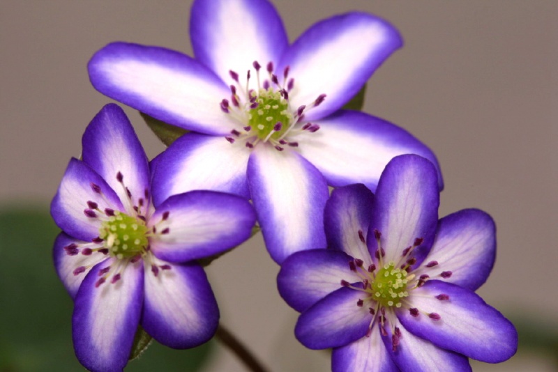 й̳ Hepatica ⯶ϸ ,ֲ,ֲ, ̳뽻 145802yb5h075ov022082n