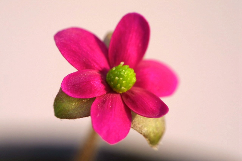 й̳ Hepatica ⯶ϸ ,ֲ,ֲ, ̳뽻 145838ewi761dipeop2aoi