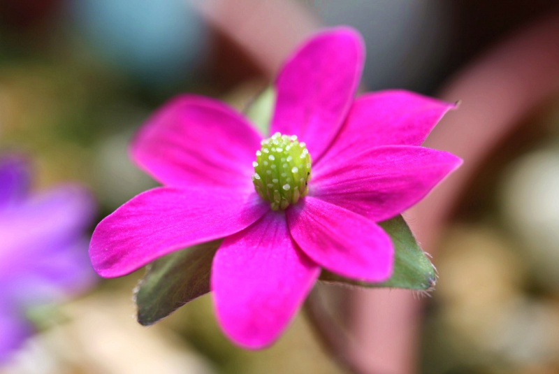 й̳ Hepatica ⯶ϸ ,ֲ,ֲ, ̳뽻 145844zzskp176e5ldelpo