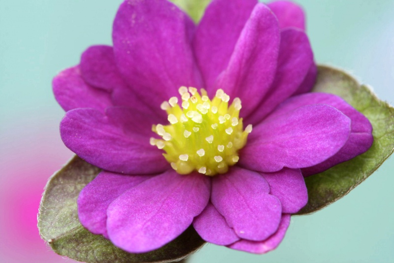 й̳ Hepatica ⯶ϸ ,ֲ,ֲ, ̳뽻 145850zhqv8b32bh2j72ve