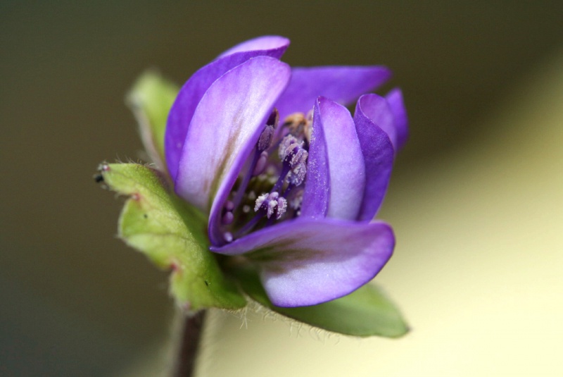 й̳ Hepatica ⯶ϸ ,ֲ,ֲ, ̳뽻 14591873soyh08o3g3mj8y