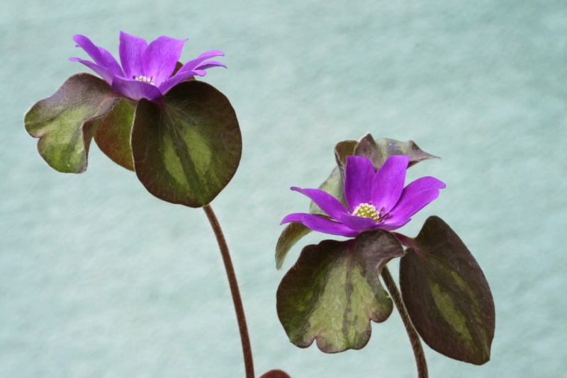 й̳ Hepatica ⯶ϸ ,ֲ,ֲ, ̳뽻 145931v3qtx8n69t6vv7vc