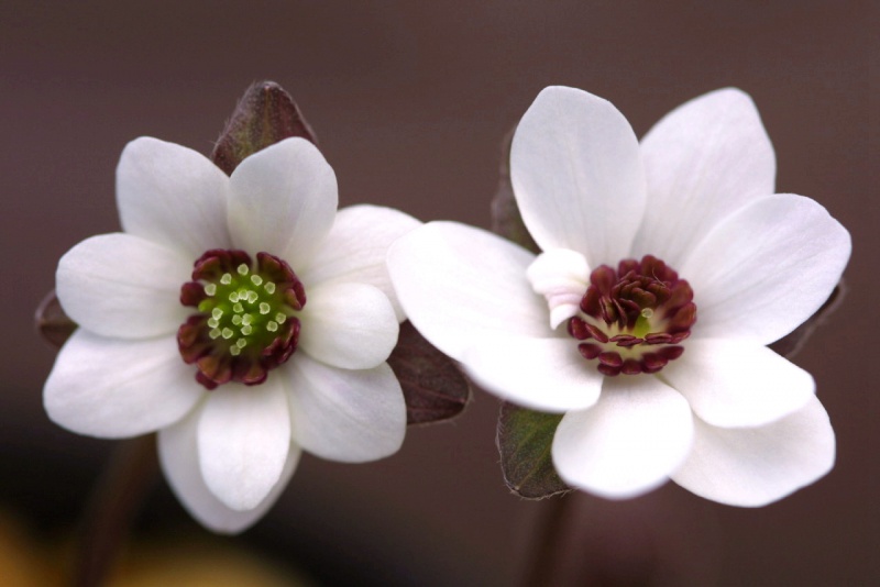 й̳ Hepatica ⯶ϸ ,ֲ,ֲ, ̳뽻 150004hgw9ngng7x4dh9kw