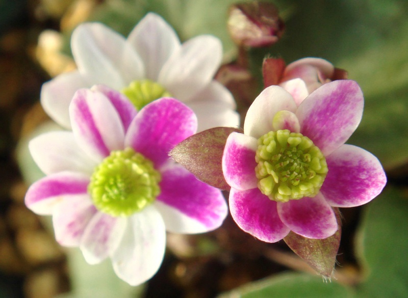 й̳ Hepatica ⯶ϸ ,ֲ,ֲ, ̳뽻 1500103byzbmkr3bpn3rkk