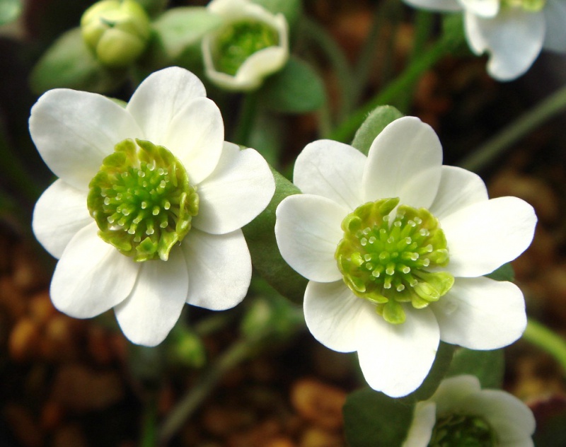 й̳ Hepatica ⯶ϸ ,ֲ,ֲ, ̳뽻 150015tiwsi3vtvqstvzn3