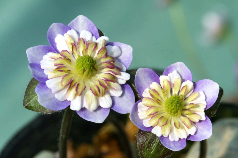 й̳ Hepatica ⯶ϸ ,ֲ,ֲ, ̳뽻 150053jzlayaathlcl78vt