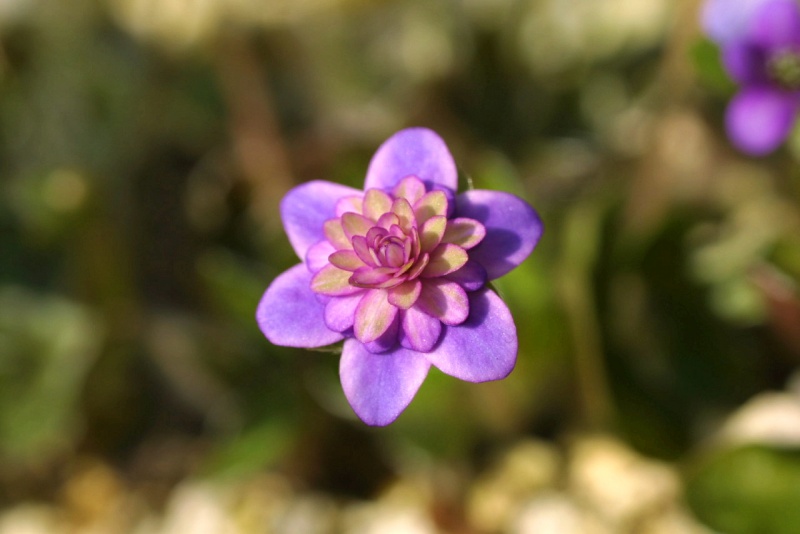 й̳ Hepatica ⯶ϸ ,ֲ,ֲ, ̳뽻 150224bqnbnt00r0n3jqdd