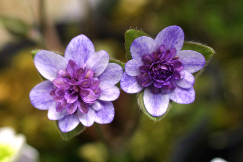 й̳ Hepatica ⯶ϸ ,ֲ,ֲ, ̳뽻 150236y32ggrr238yeyrye